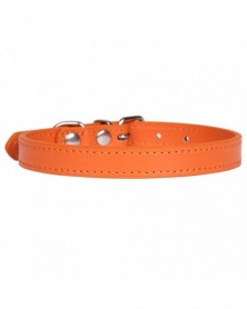 M1.3 35-Orange-Coloful Pet...